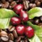 دانه قهوه چگونه تهیه میشود