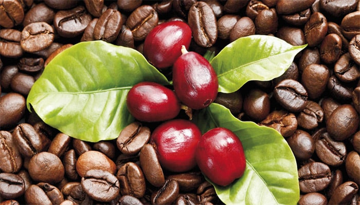 دانه قهوه چگونه تهیه میشود